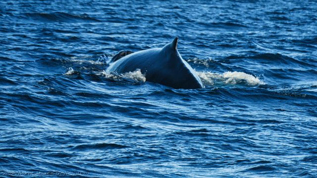 The second shot is soon after the first; the nostrils of the blowhole are still visible but the dorsal fin and hump are now above the surface of the water.