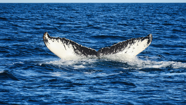 The final shot shows the underside of the fluke as it descends almost vertically into the waves. The white pattern and serrated trailing edge are very clearly defined, even though part of the tail is already underwater. This patterning is how individuals are identified.