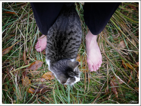 Bildbeschreibung: 
Die Moorkatzen beim Fressen.