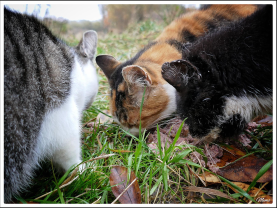 Bildbeschreibung: 
Die Moorkatzen beim Fressen.
