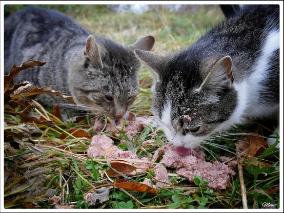 Bildbeschreibung: 
Die Moorkatzen beim Fressen.
