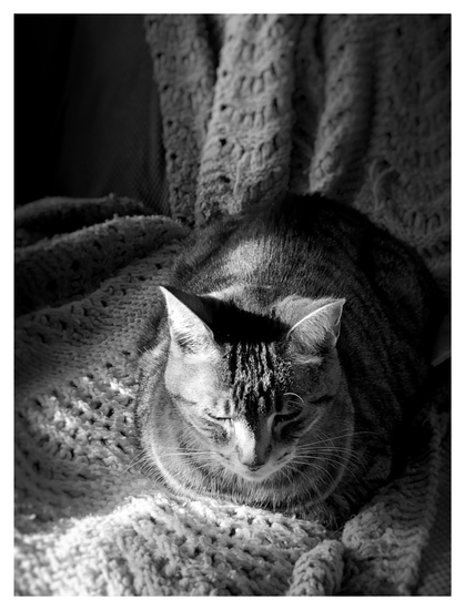 Black and white photo of a tabby cat (my Max) sitting on an afghan blanket draped over a couch. Sunlight shines on the left side of his body and the knitted pattern of the blanket, creating contrasts of light and shadow. Max tucks his legs under his body and closes his eyes, a picture of contentment.