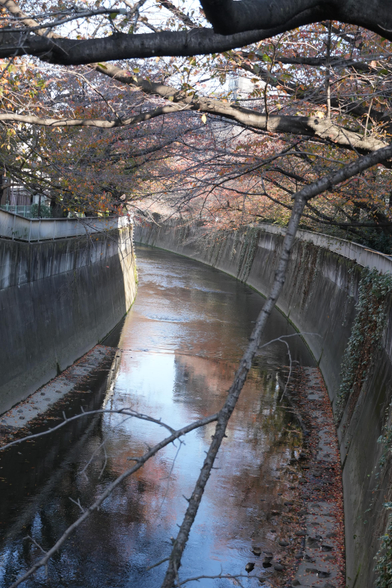 A canal in Tokyo with tree on both sides, in autumn