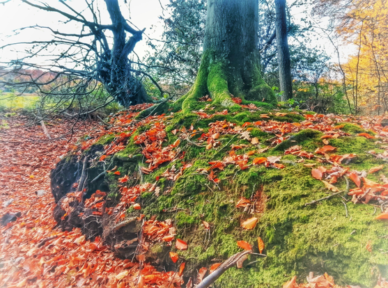 A low ridge of land at the edge of the forest covered with moss and fallen autumn leaves.