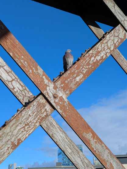 A pigeon sitting pretty in the sun high up on a rusty viaduct in the middle of Manchester UK city centre.