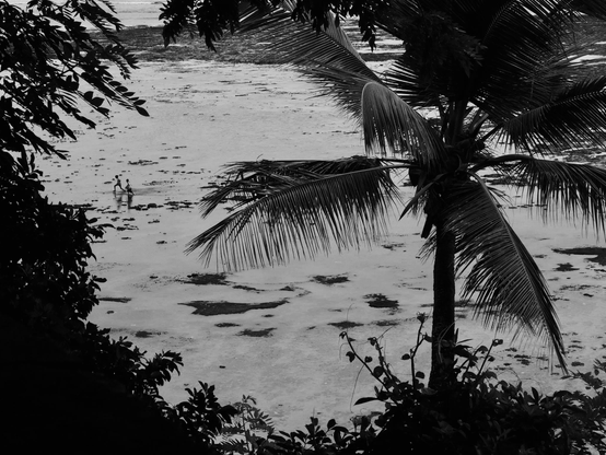 À travers la végétation en ombres chinoises, deux petites figures qui marche sur le sable humide