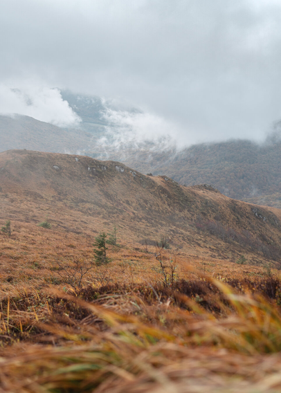 A heathland with dry grass, trees visible and mist breaking through them, in the background there are mountains