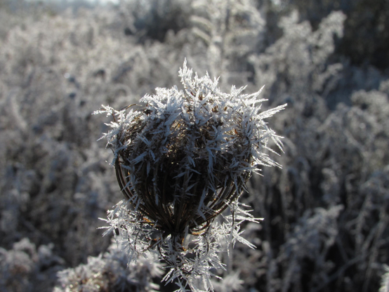 Closeup of the seed head of a Queen Anne's lace covered in hoarfrost or rime frost or whatever you call it, the result of a freezing fog. Sunlight shines down upon the area, so it will bee frosty no more in a short period of time. Other frost covered plants surround it in a blurry mass.
