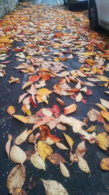 A path carpeted with fallen leaves