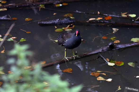 A Moorhen standing on a branch with its huge feet visible. 