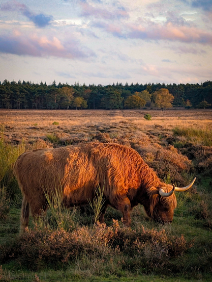 A Highland cow grazing in a heather landscape. The large, reddish-brown shaggy cow is positioned in the foreground. Its long horns curve outward. The golden evening light catches its coat, giving it a rich, warm, almost glowing appearance.

The cow is surrounded by low-growing vegetation, primarily heather and grasses, which are dry and brown in many places, characteristic of late summer or autumn. 