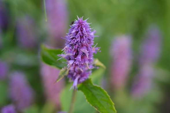 Purple flowers of an anise hyssop.
