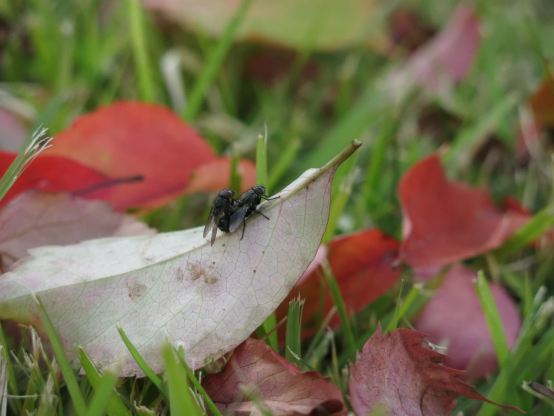 芝生に落ちた枯れ葉の上で交尾中のハエ