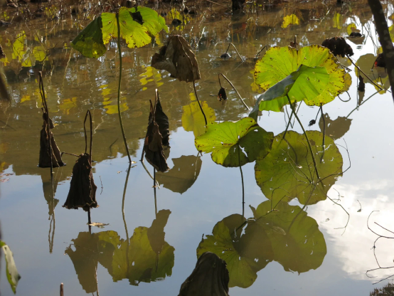 夕方の蓮の池
枯れた蓮の葉が黄色みを帯びた光に照らされている