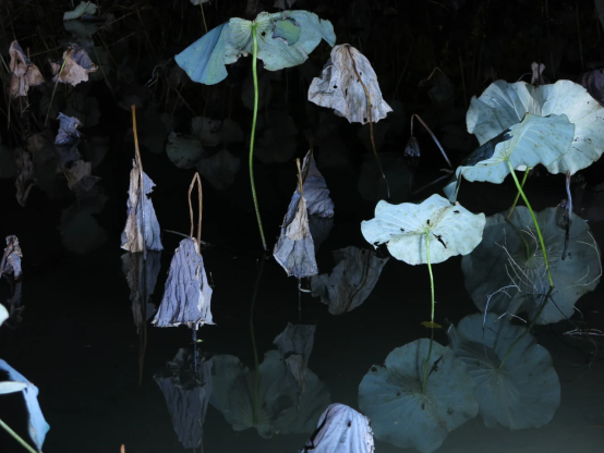 夜の蓮の池
枯れた蓮の葉が白い光に照らされている