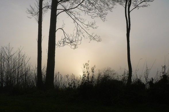 Eine sanfte Nebelstimmung im Freien. Im Vordergrund stehen hohe Gräser und zwei schlanke, blattlose Bäume, deren Äste sich nach oben verzweigen. Dahinter leuchtet die Sonne matt durch den dichten Nebel, wodurch die Silhouetten dunkel und klar hervortreten. Die gesamte Szene wirkt ruhig, gedämpft und friedlich.