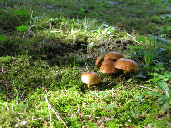 クロマツの木陰に茶色いキノコがいくつかまとまって生えている