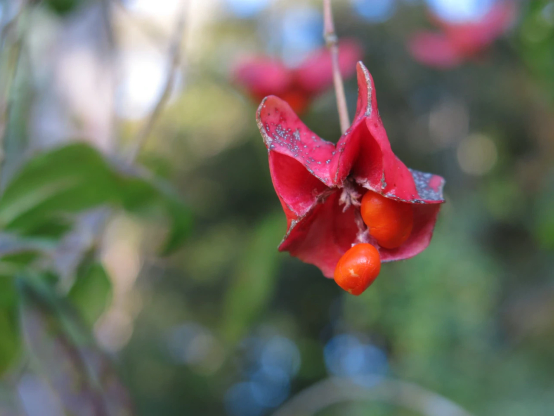 Euonymus macropterus
殻が弾けて赤い実がこぼれ落ちかけている