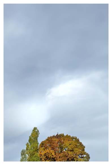 Photo of two trees with autumn foliage under an overcast sky. The trees sit small at bottom frame, with the sky taking up most of the image. The clouds are indistinct but luminous. The tree at left is slender while the one at right has a more rounded crown. Both are cut off by the photo’s edge before we can see their trunks or the busy expressway they overlook, leaving only a quiet, still image of sky and golden leaves.