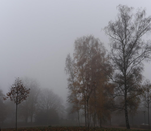 Mehrere Bäume stehen im Vordergrund. Links ist ein kleiner Laubbaum mit braunem Laub, rechts von der Mitte ein mittelgroßer belaubter Baum, rechts ein unbelaubter Baum. Die Luft ist neblig und die Bäume im Hintergrund sind nur teilweise zu sehen.
