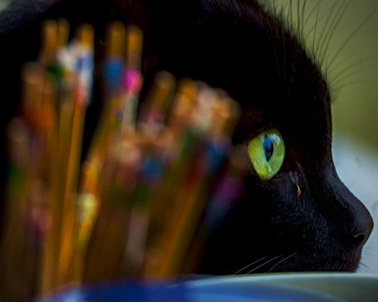 Der Kopf einer schwarzen Katze im Profil und Nahaufnahme. Das rechte, grüne Auge schaut konzentriert nach vorn. Der Rest ist schwarze Katze. Vor der Katze sind undeutlich bunte Stäbe zu erkennen, deren Zweck aus dieser Perspektive nicht ersichtlich ist. 