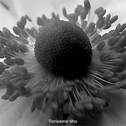 シュウメイギクの蕊のクローズアップ写真。白黒写真。