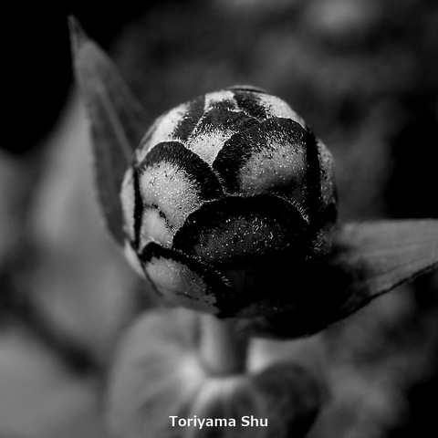 ジニアのつぼみのクローズアップ写真。白黒写真。