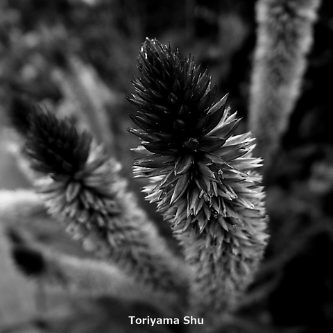 ろうそく型のセロシア。白黒写真。