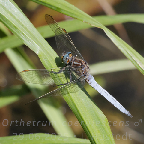 Eine Libelle sitzt auf einem grünen, schräg durchs Bild laufenden Schilfblatt. Sie hat hellblau-grau gefleckte, große Komplexaugen, eine überwiegend braune Brust mit zwei hellen Antehumeralstreifen und einen hellblau bereiften Hinterleib. Sie hält ihre transparenten Flügel mit hellen Vorderkanten nach vorn schräg angestellt ausgebreitet. Im Hintergrund sind weitere Blattspreiten zu sehen