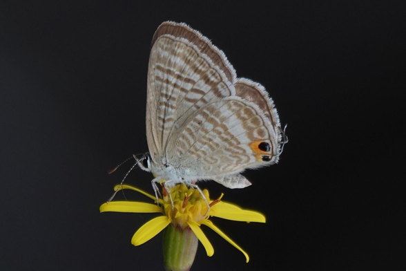 A small butterfly resting on a yellow flower. In this shot, the wings are held upright, showing the underside. The butterfly is mainly grey, with a series of brown lines on the wings. The tip of the lower wings features a pair of short tails. Near the tails is a pair of dark eyespots, ringed in orange.