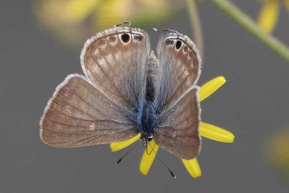 Another shot of the butterfly from the top, but with the wings now held horizontally, showing the upperside. The top half of the body is dark blue with hairs. The wings are brown, with several dark spots at the edge of the lower wing.