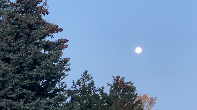 A short 9 second video clip of the super moon taken right before sunrise in Lakewood, Colorado.  Some trees can be see on the left in the foreground.
