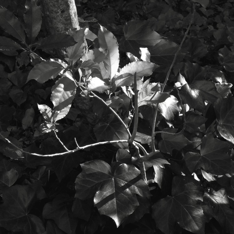 Minimalist, black-and-white landscape photograph with detail of leaves catching light 

Photography by Al Keddie