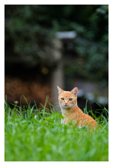 Foto im Hochformat. Teleaufnahme. Eine orangerostbraune Katze sitzt im tiefen grünen Gras und schaut direkt in die Kamera. Der Hintergrund ist unscharf.
