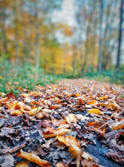 Autumn leaves lying on a forest pathway