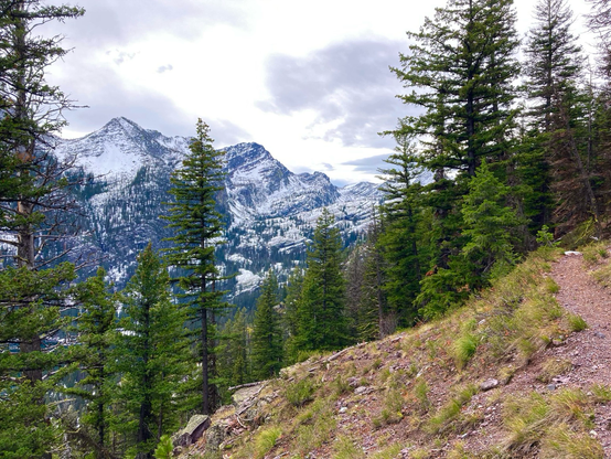 A trail is just visible on the far right crossing a grassy slope that descends to the left. A line of old growth pine trees descends with the slope. On the left, rising above the descending trees, snowy mountains rise beneath a cloudy sky.
