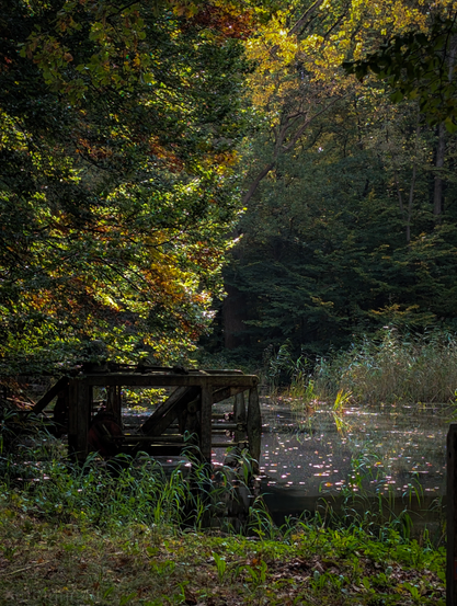 A wooded area near a body of water. The scene is dominated by dense foliage, with a bright patch of sunlight breaking through the canopy on the left, illuminating the leaves with warm, yellow-green tones. The rest of the scene is in softer shadow, creating a strong contrast and a somewhat moody, tranquil atmosphere.

In the foreground and middle ground on the right, there is a still, dark body of water. Sunlight reflects off the surface in scattered, shimmering spots, adding a sense of magic or sparkle. Reeds and tall grasses grow densely along the water's edge.

A significant focal point in the lower left is an old, weathered wooden structure, which appears to be part of a small water wheel or some other mechanical apparatus. It is partially submerged and looks rustic and abandoned, hinting at a past use.