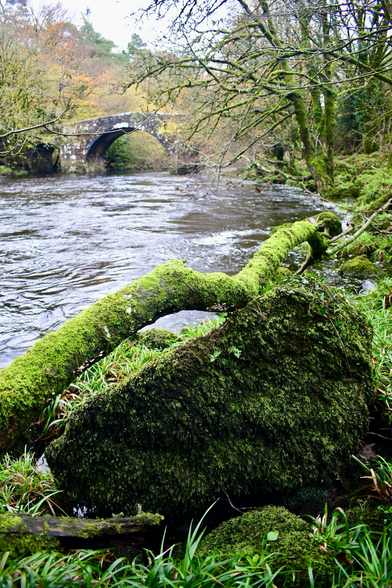A bridge with a river and a mossy branch 