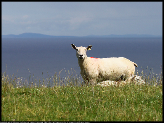 Legend says one can see Scotland from here, but the ewe seemed skeptical to me. This ewe was guarding her lamb at Stroove, Moville, Donegal, Ireland. The photo was made on August 4, 2013, looking North East from above an Inishowen cliff. Columbcille (St. Columba) is said to have left from near this place when he exiled himself to Scotland. Distant mountains are barely visible across the ocean. 