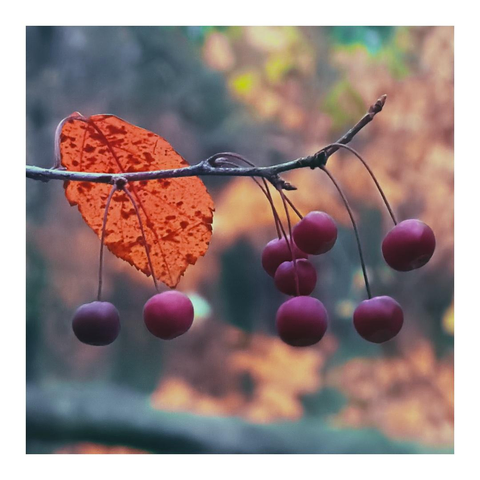 Zweig mit kirschähnlichen violetten Früchten und einem welken Blatt, Hintergrund unscharf 