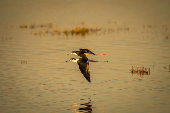 Two black-winged stilts fly low over calm water, casting reflections on the surface. The warm colors create a serene and peaceful scene. Photography by Debra Martz