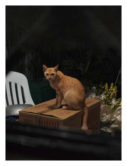 An orange cat sitting on a cardboard box.