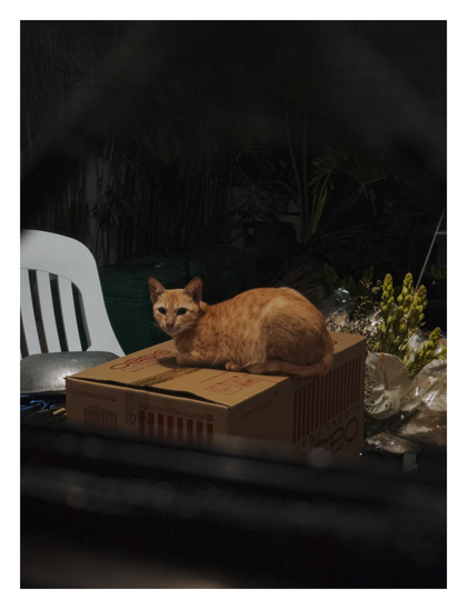 Later, the cat decides to lie down.