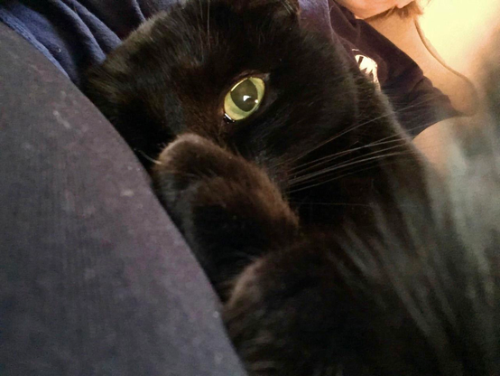 The photograph shows a close-up of a black cat with one striking green eye visible, while lying down, with one paw near its face. The setting appears cozy and intimate, capturing the cat in a relaxed and comfortable state, but ready to strike at a moments notice.