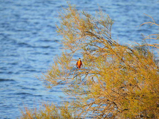 Un tamaris bordant un étang à l'eau bleu-ciel intense. Au centre de la photo, en train de sauter d'une branche à une autre, un martin pêcheur ventre face à l'objectif, les ailes rabattues sur les flancs et la tête levée. On dirait un petit missile orange. La lumière est dorée et vive car la photo a été prise peu après le lever du soleil. 