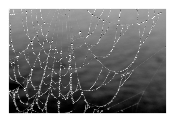 Nahaufnahme eines Spinnennetzes mit ganz vielen Wassertröpfchen, die sich durch Nebel gebildet haben