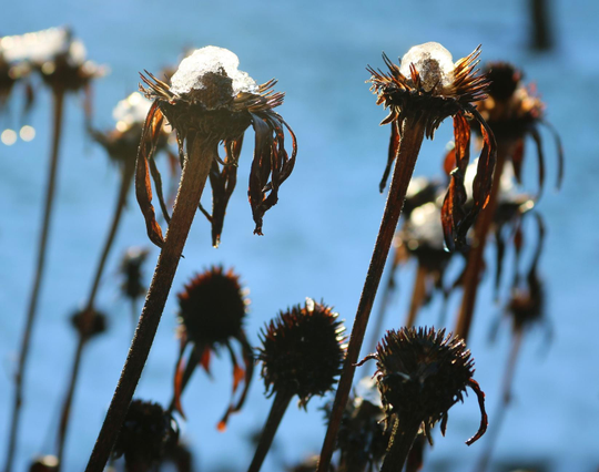 Photograph of two dried coneflowers, reddish-brown in color, topped with small caps of melting ice. Other flowers are nearby and blurred in the background. The flowers contrast with the snow on the ground, which appears bluish in the morning light.

Photographie de deux fleurs d'éhinacées séchées, avec des couleurs brun rougeâtre, portant des petits chapeaux de glace en train de fondre. D'autres fleurs sont autour et floues en arrière. Les fleurs contrastent contre la neige au sol rendue bleutée dans la lumière du matin.