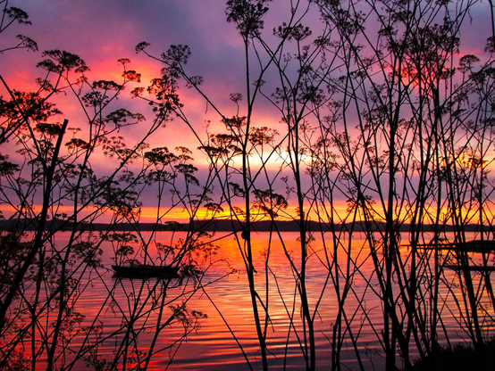  A silhouetted, wide-angle view of a body of water at sunset. The water reflects the orange and pink hues of the sky, creating a vibrant, mirrored effect. Numerous thin, dark, upright stems and branches are in the foreground, obscuring much of the view but adding a textured, botanical frame to the scene. A small, dark boat is visible on the water in the middle distance. The horizon line is visible as a darker band separating the water from the sky, with a subtle landmass present on the distant shore.