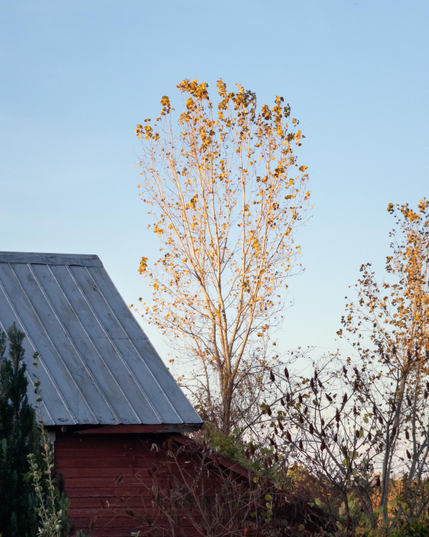 Eastern Cottonwood, 2025-10-18, 5:53pm. Town of Ulysses, Finger Lakes, upstate New York. 

Phone | HalideRaw ProcessZero | traditional treatment in LR Mobile 

About two weeks after https://flx.masto.host/@terrillmoore/115389622650390915.