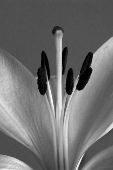 close up black and white pic of calla lily stamen and pestle